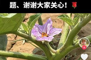 欧冠射手榜：姆巴佩8球暂登顶，凯恩7球，哈兰德6球